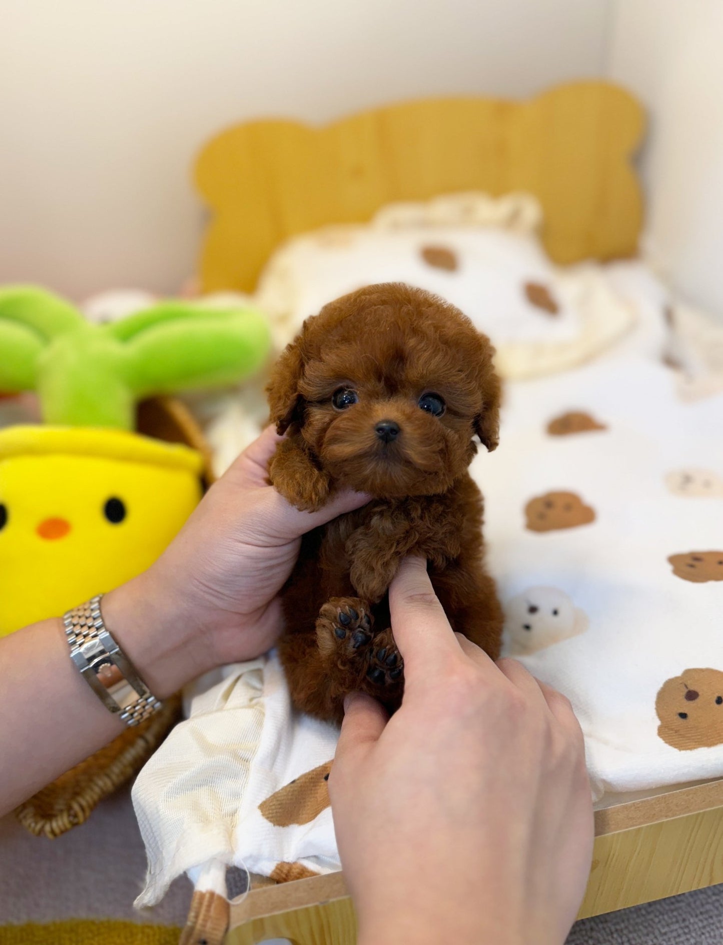 Poodle - Hardy(Male) - Beautiful puppy teacup puppy with adorable features available for adoption from Velydog