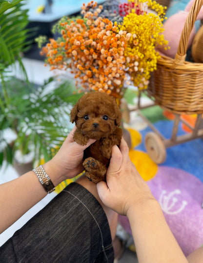 Poodle - Hardy(Male) - Beautiful puppy teacup puppy with adorable features available for adoption from Velydog