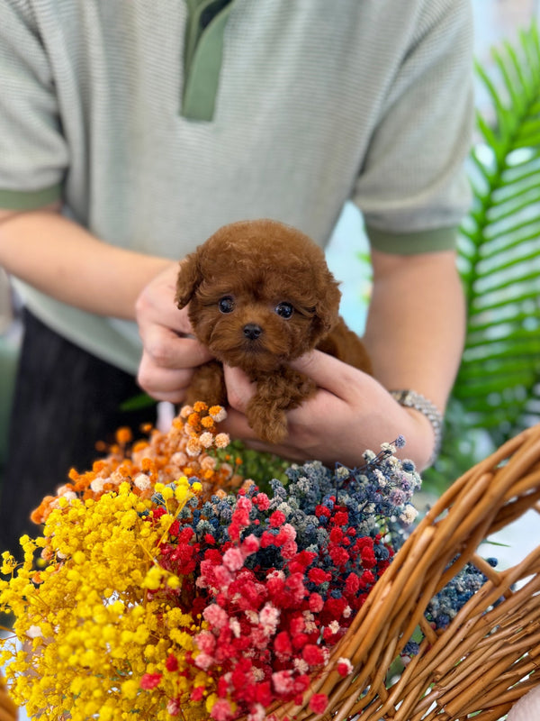 Poodle - Hardy(Male) - Beautiful puppy teacup puppy with adorable features available for adoption from Velydog