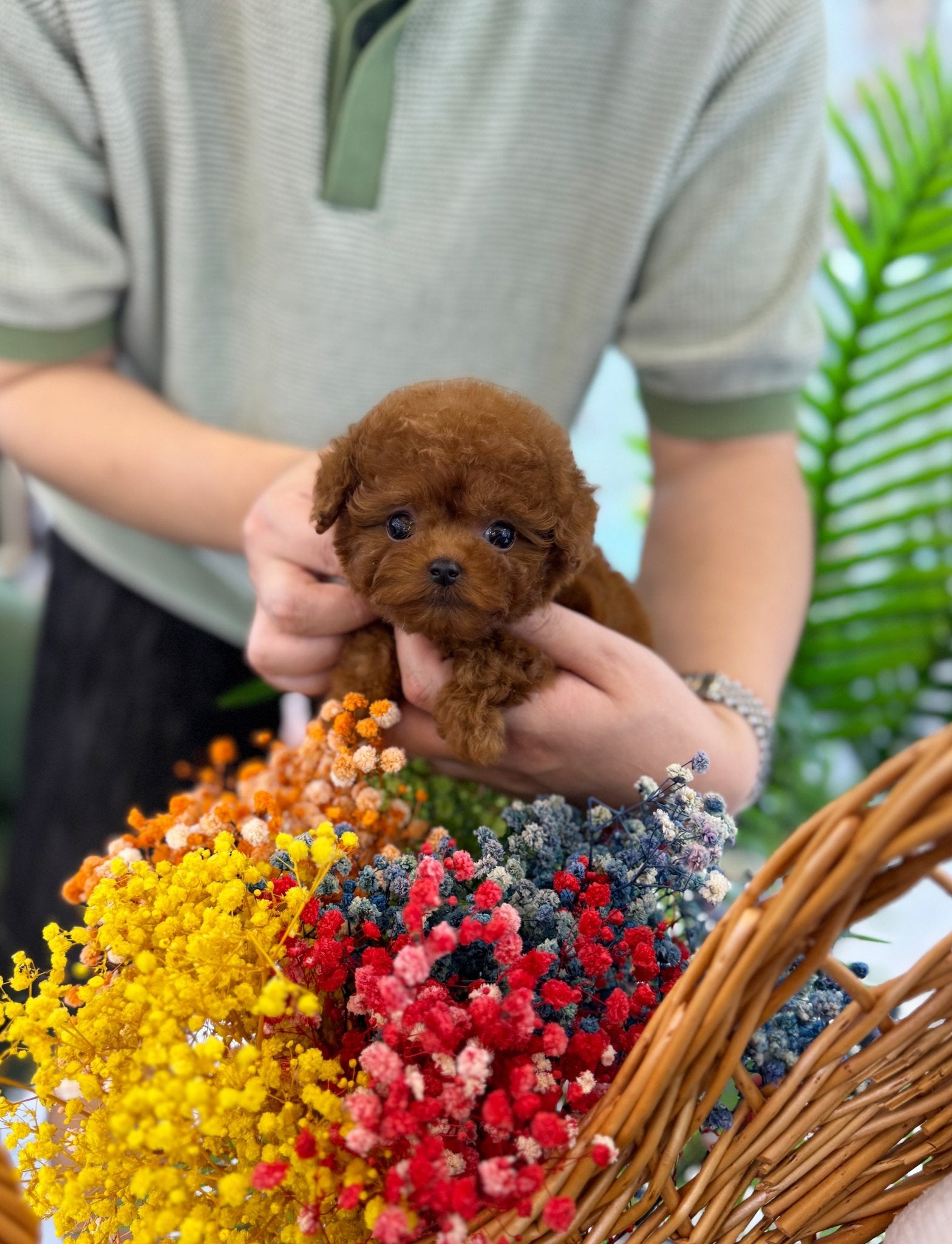 Poodle - Hardy(Male) - Beautiful puppy teacup puppy with adorable features available for adoption from Velydog