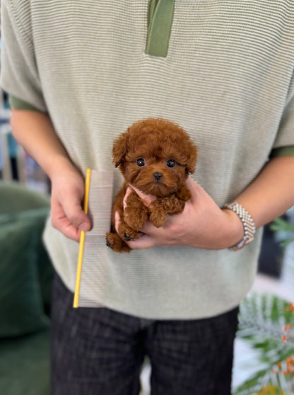 Poodle - Hardy(Male) - Beautiful puppy teacup puppy with adorable features available for adoption from Velydog