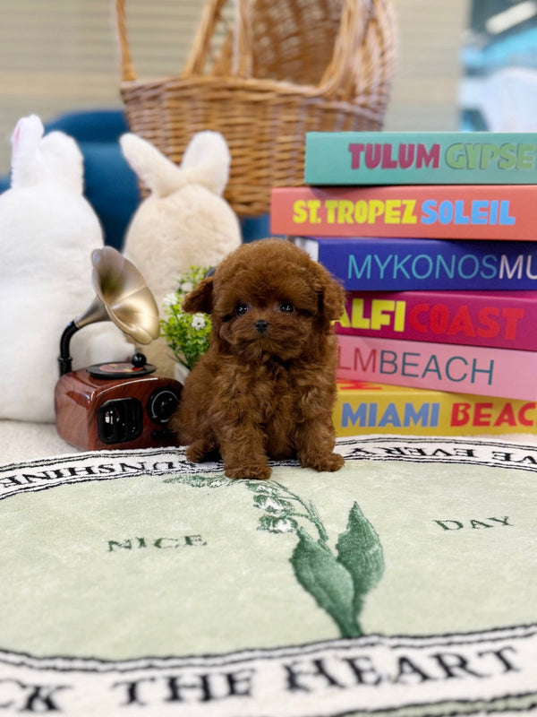 Poodle - Harley(Female) - Beautiful puppy teacup puppy with adorable features available for adoption from Velydog