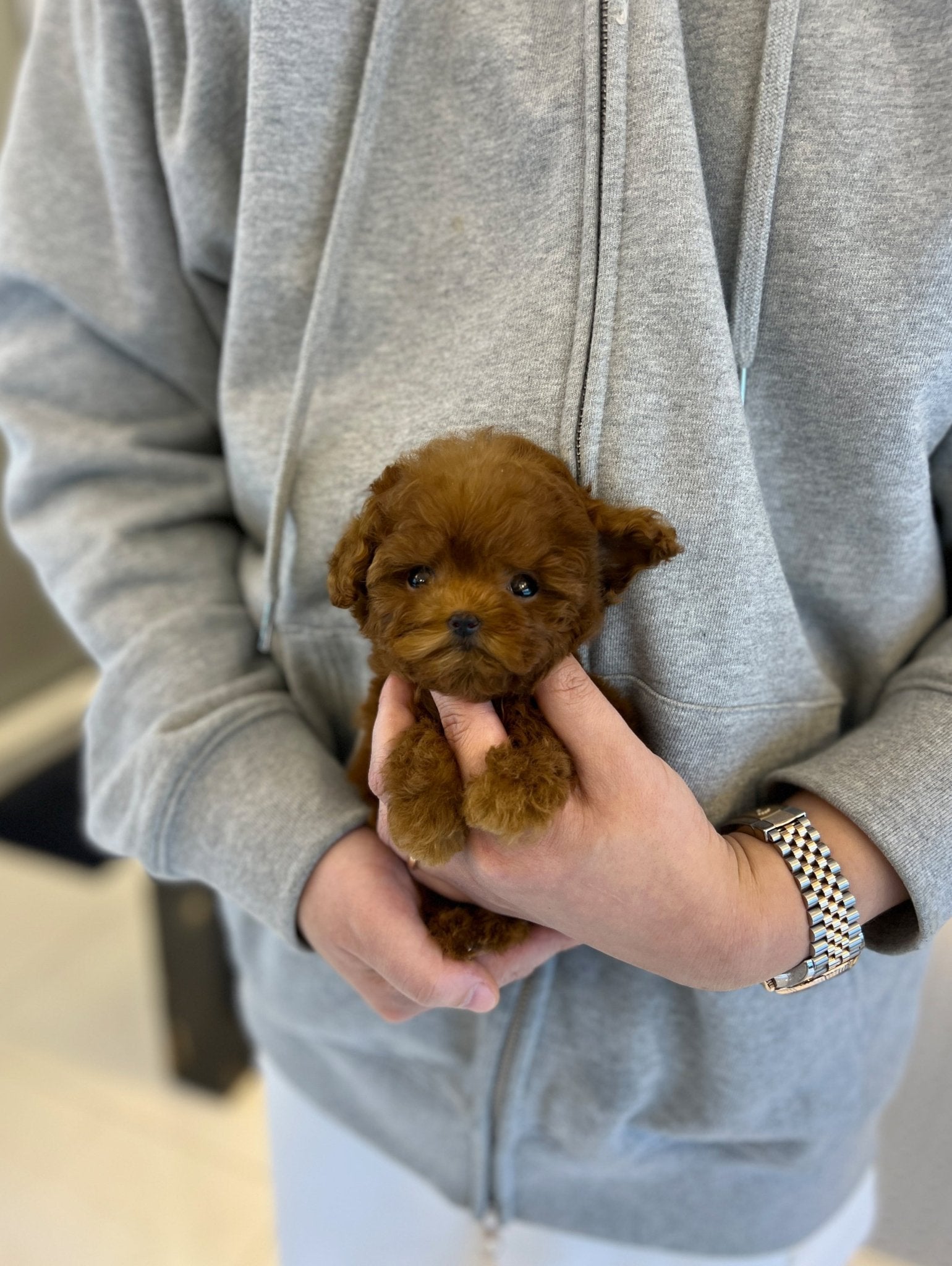 Poodle - Haru - Beautiful puppy teacup puppy with adorable features available for adoption from Velydog