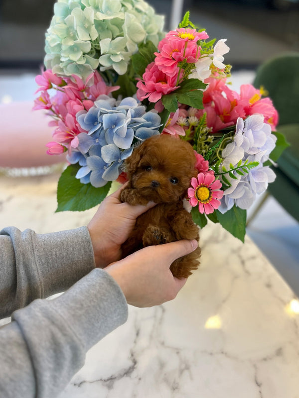 Poodle - Haru - Beautiful puppy teacup puppy with adorable features available for adoption from Velydog
