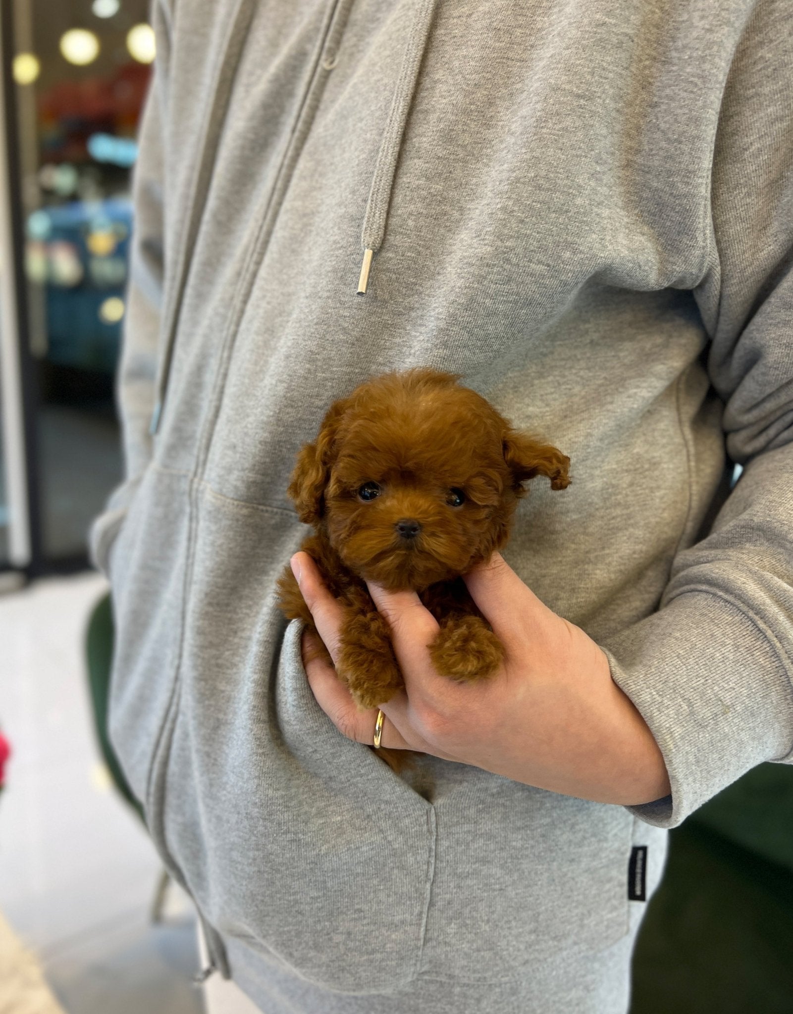 Poodle - Haru - Beautiful puppy teacup puppy with adorable features available for adoption from Velydog