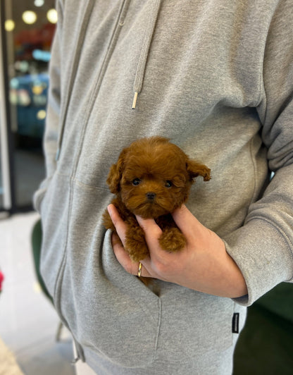 Poodle - Haru - Beautiful puppy teacup puppy with adorable features available for adoption from Velydog