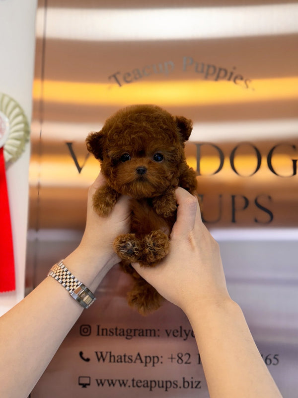 Poodle - Hazel(Female) - Beautiful puppy teacup puppy with adorable features available for adoption from Velydog