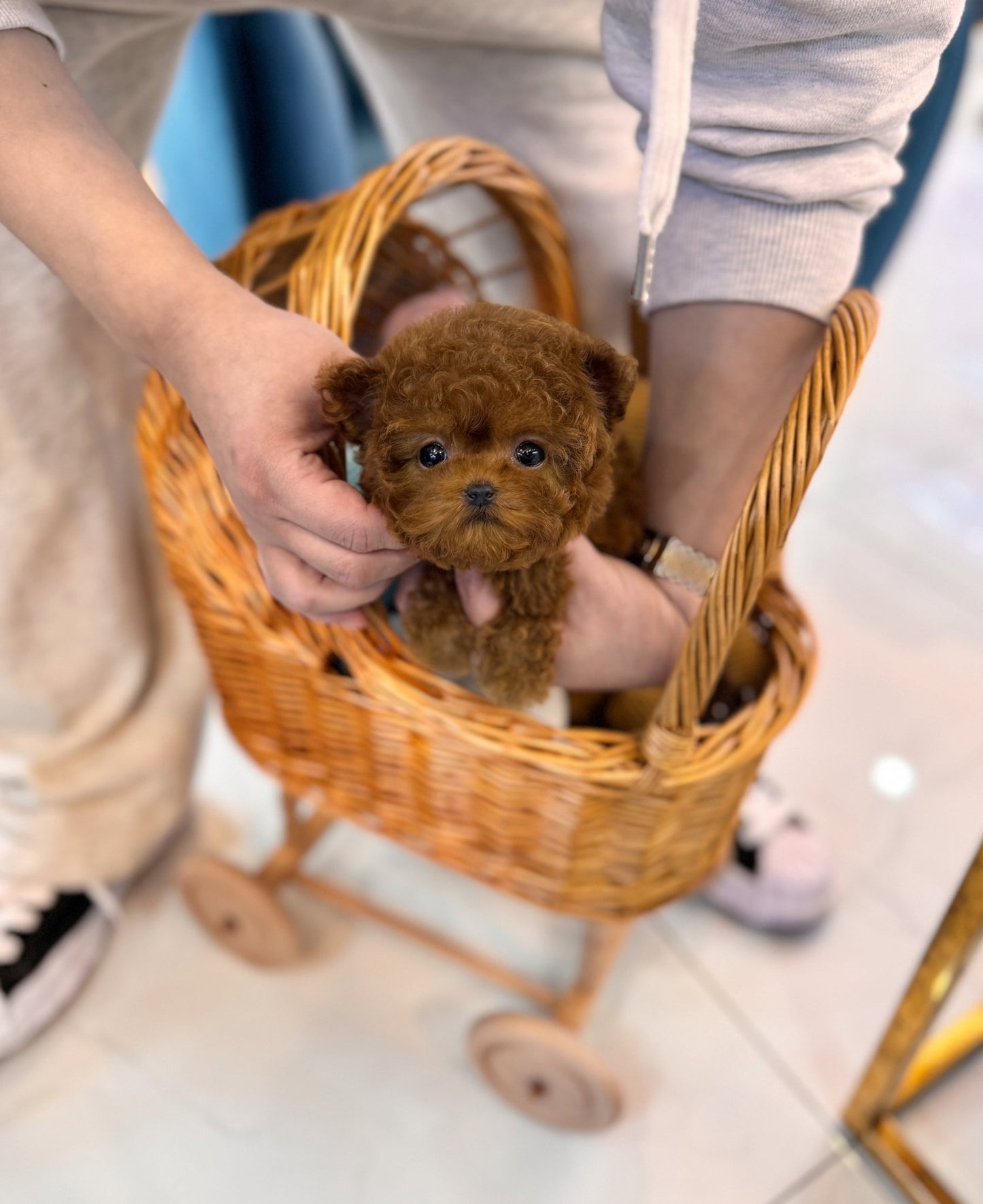 Poodle - Hazel(Female) - Beautiful puppy teacup puppy with adorable features available for adoption from Velydog