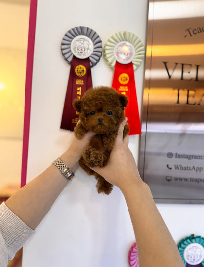 Poodle - Hazel(Female) - Beautiful puppy teacup puppy with adorable features available for adoption from Velydog