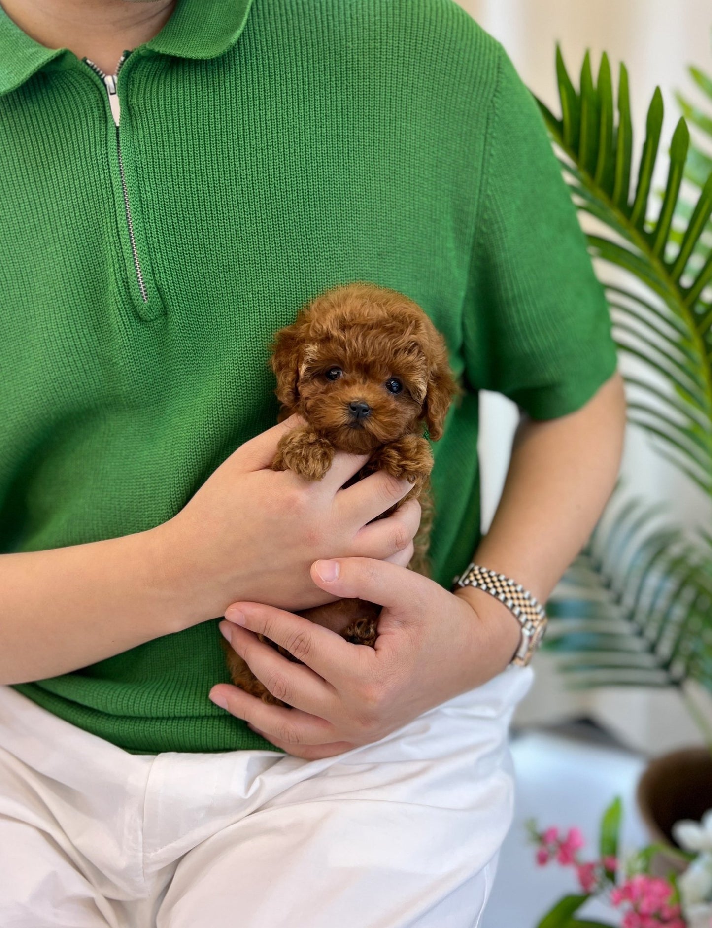 Poodle - Heizle(Female) - Beautiful puppy teacup puppy with adorable features available for adoption from Velydog