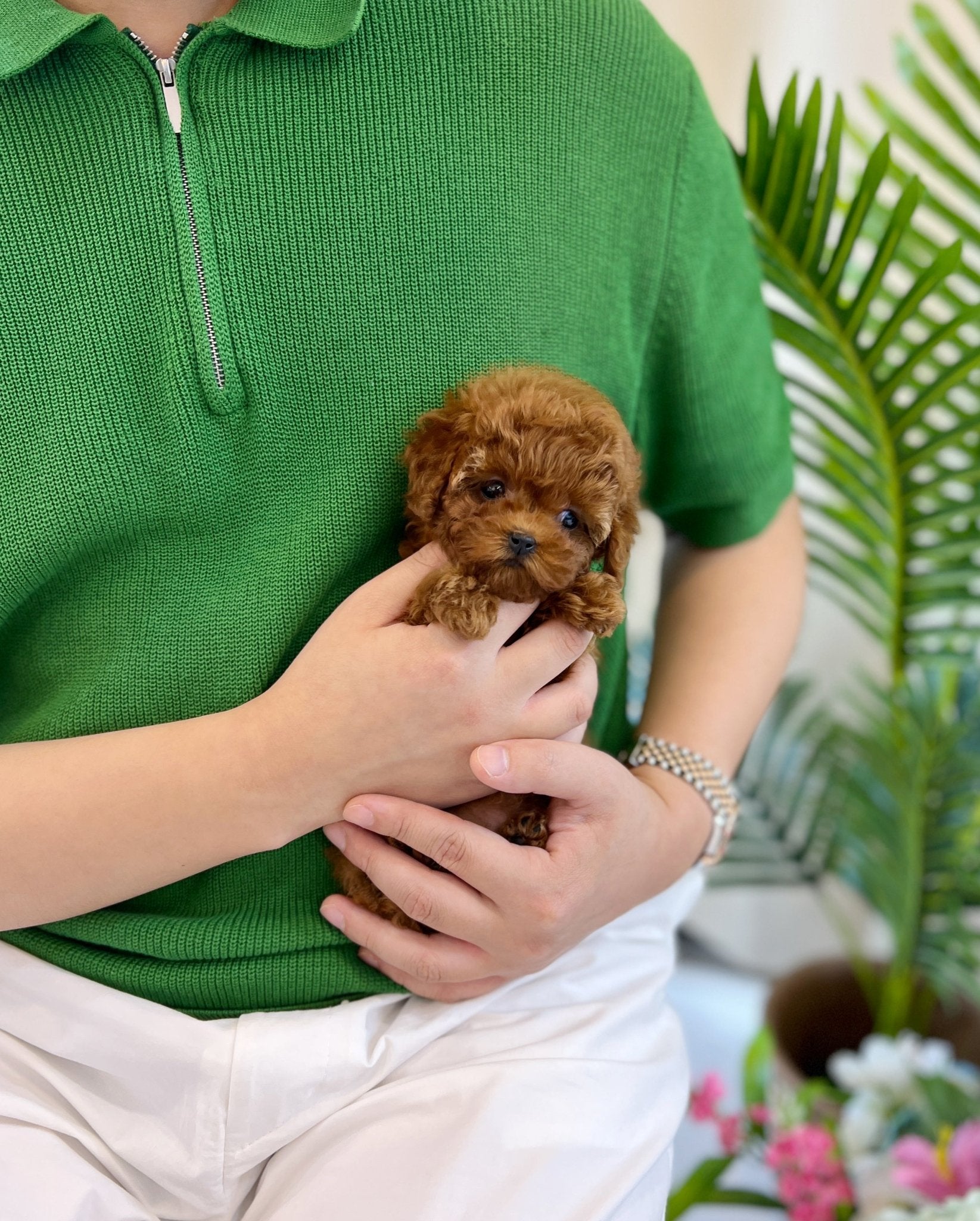 Poodle - Heizle(Female) - Beautiful puppy teacup puppy with adorable features available for adoption from Velydog