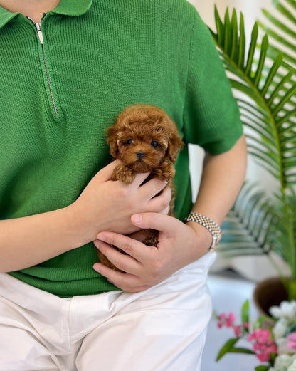 Poodle - Heizle(Female) - Beautiful puppy teacup puppy with adorable features available for adoption from Velydog