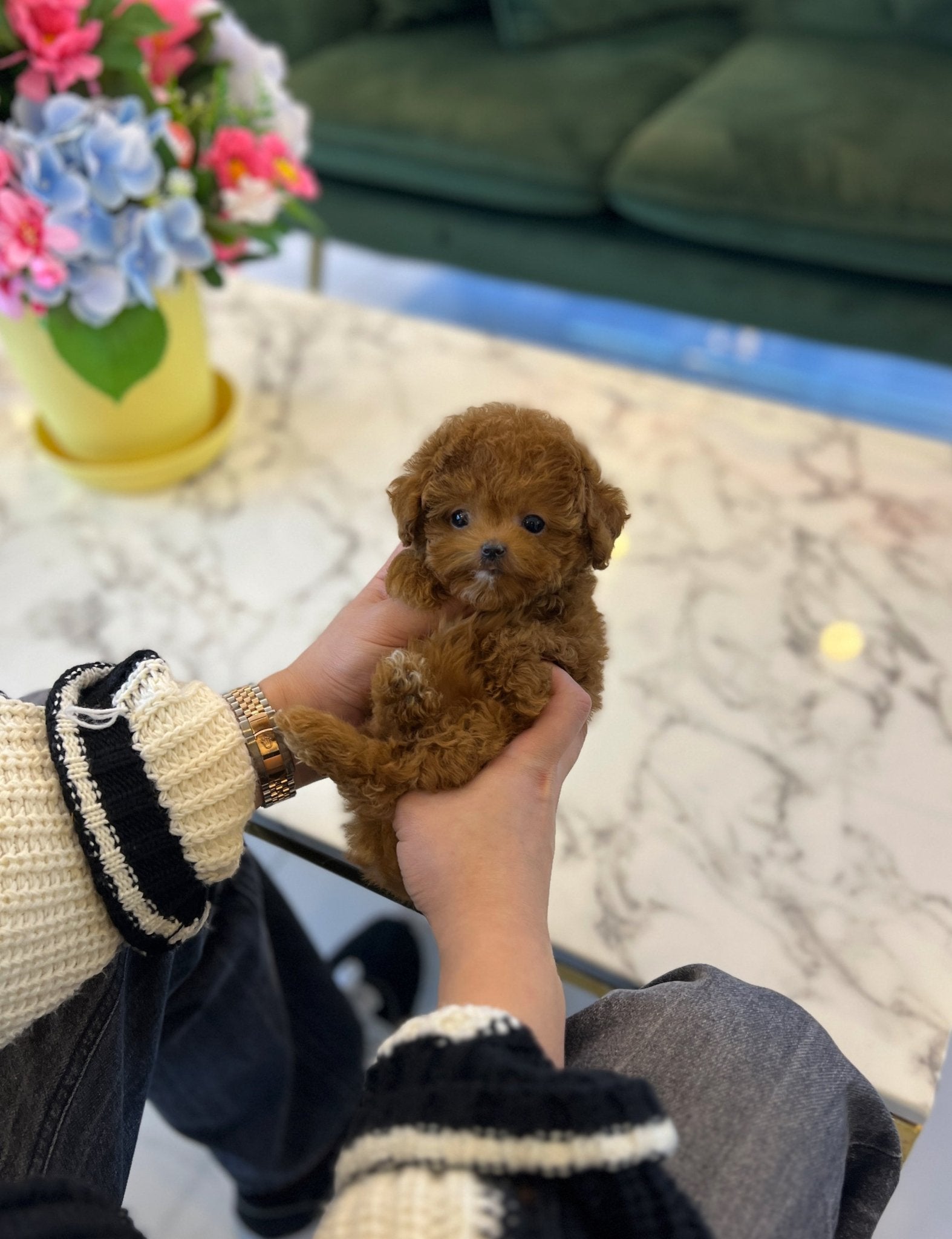 Poodle - Hera - Beautiful puppy teacup puppy with adorable features available for adoption from Velydog