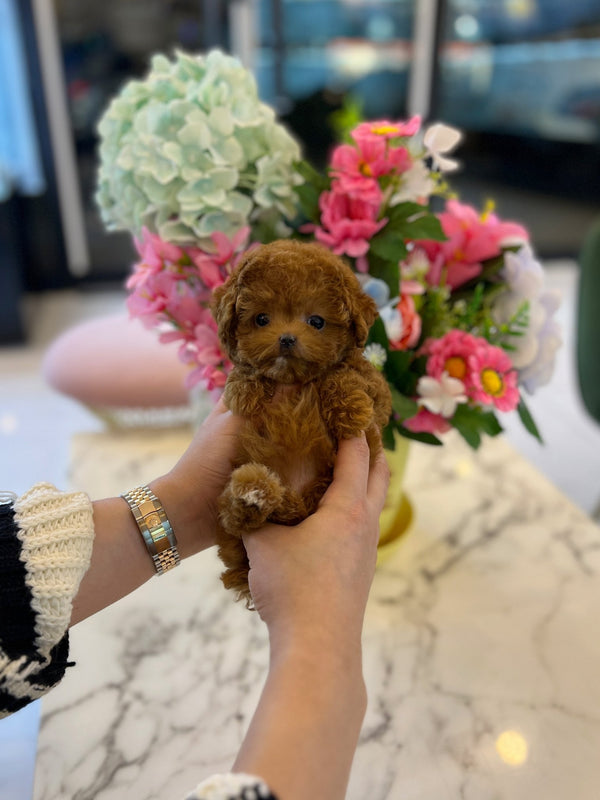 Poodle - Hera - Beautiful puppy teacup puppy with adorable features available for adoption from Velydog