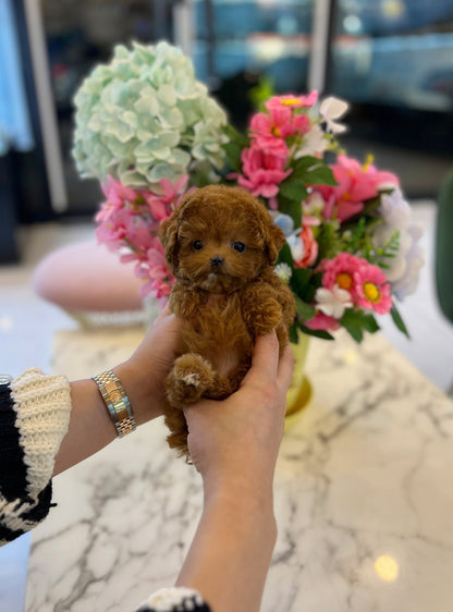 Poodle - Hera - Beautiful puppy teacup puppy with adorable features available for adoption from Velydog