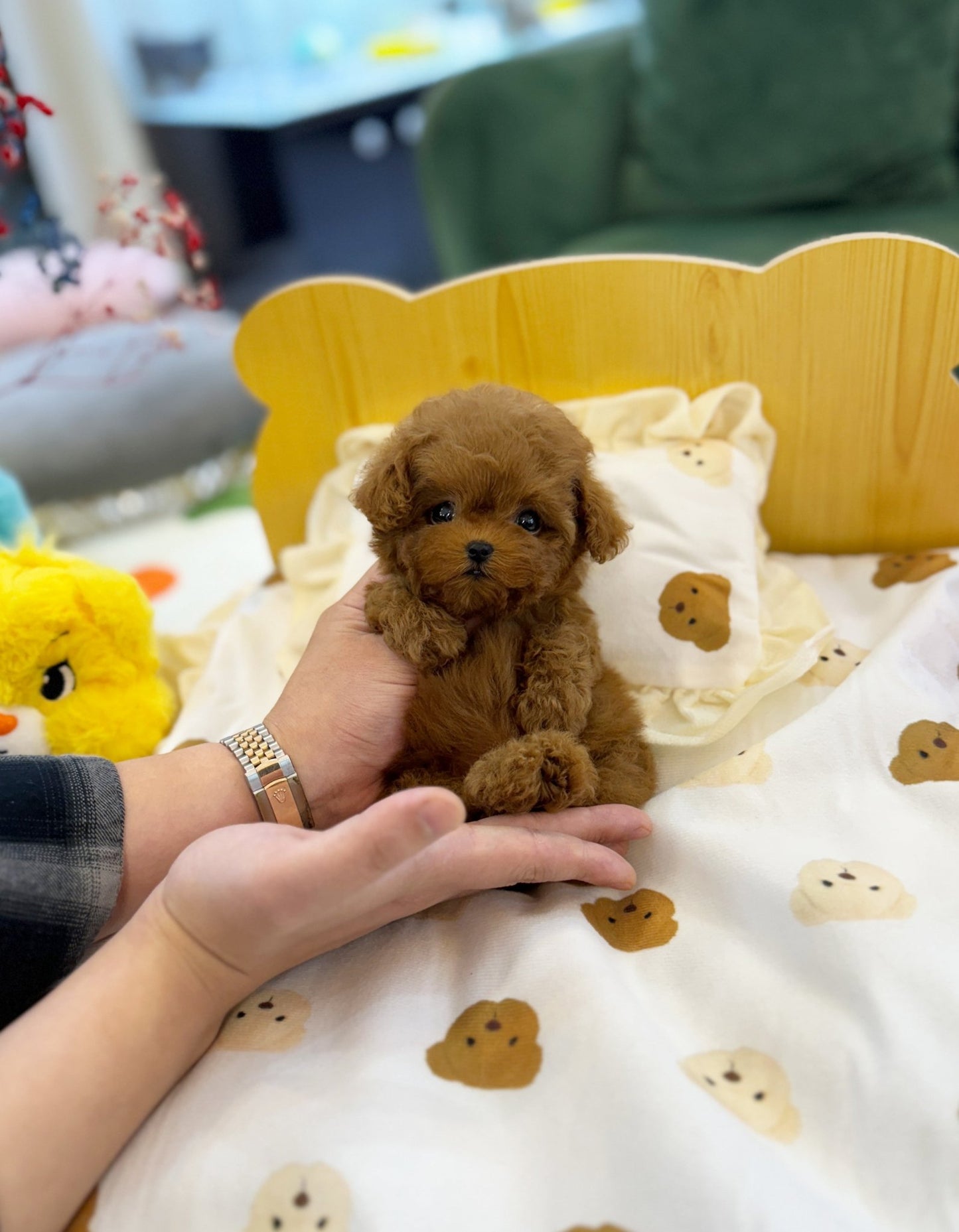 Poodle - Hola(Female) - Beautiful puppy teacup puppy with adorable features available for adoption from Velydog