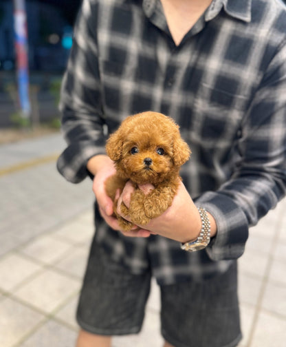 Poodle - Hola(Female) - Beautiful puppy teacup puppy with adorable features available for adoption from Velydog