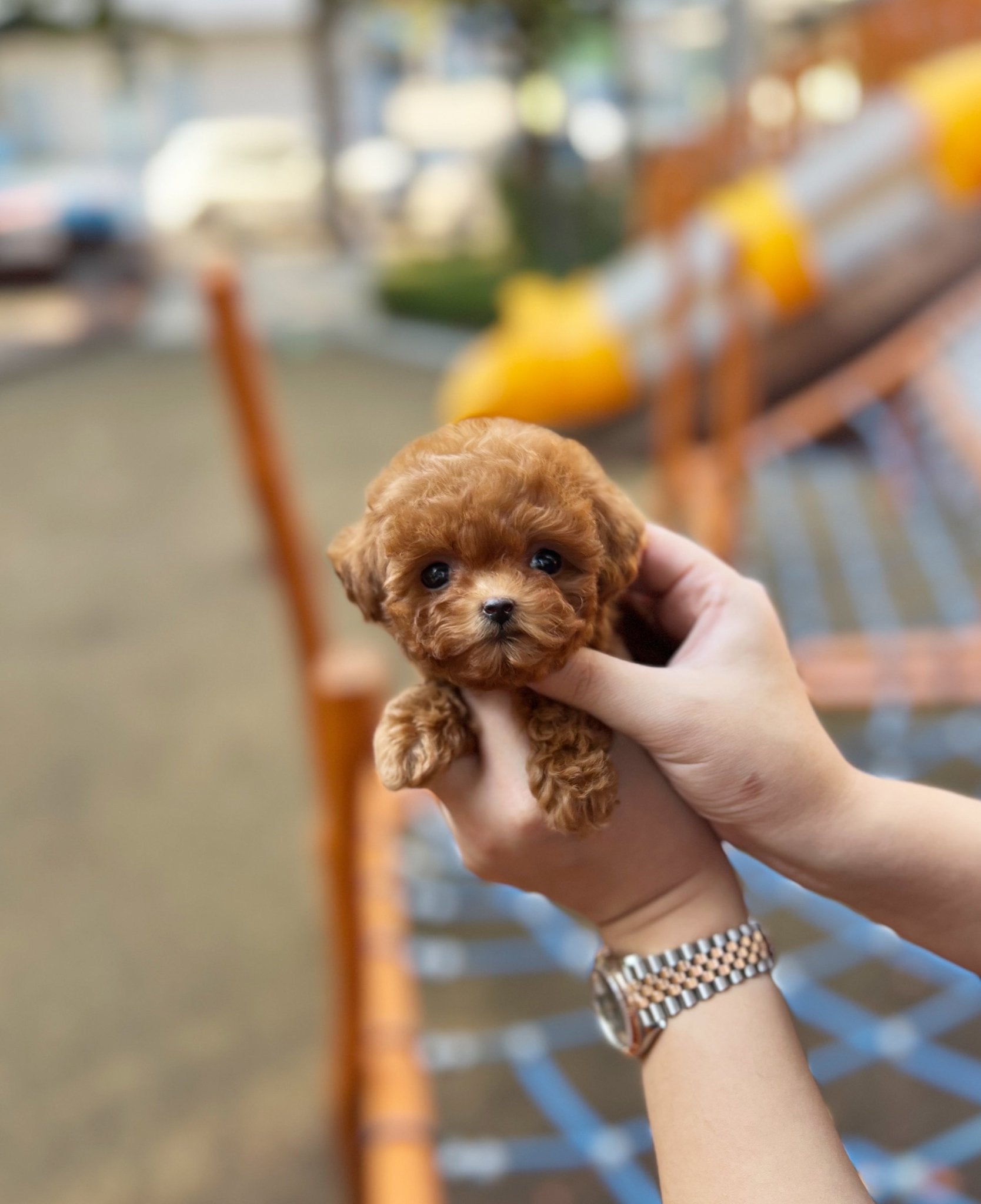 Poodle - Homie(Female) - Beautiful puppy teacup puppy with adorable features available for adoption from Velydog