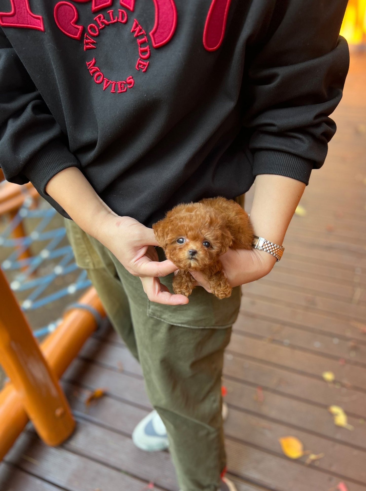 Poodle - Homie(Female) - Beautiful puppy teacup puppy with adorable features available for adoption from Velydog