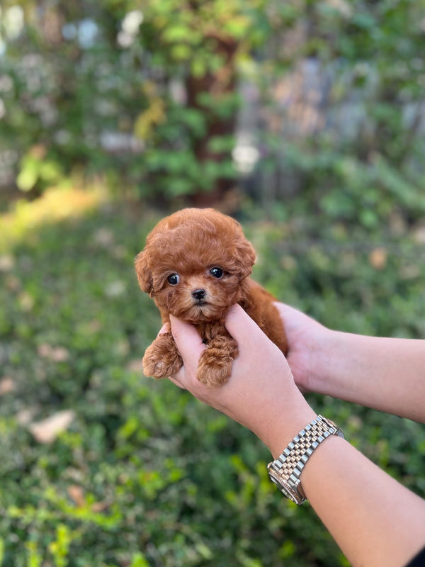 Poodle - Homie(Female) - Beautiful puppy teacup puppy with adorable features available for adoption from Velydog