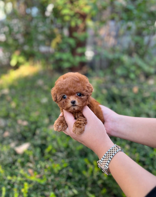 Poodle - Homie(Female) - Beautiful puppy teacup puppy with adorable features available for adoption from Velydog