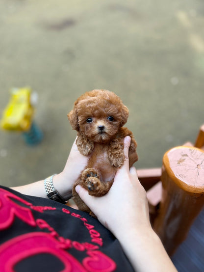 Poodle - Homie(Female) - Beautiful puppy teacup puppy with adorable features available for adoption from Velydog