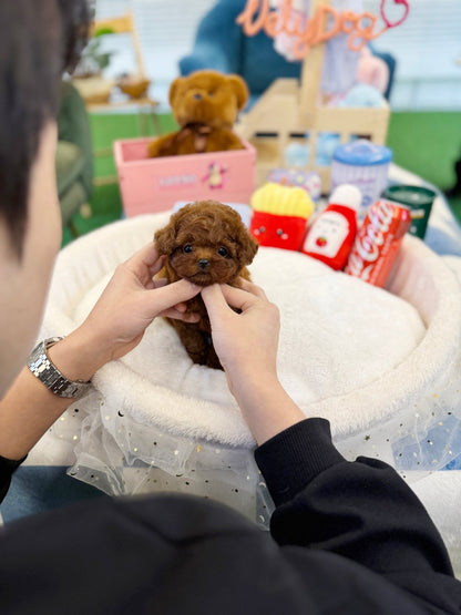 Poodle - Honey(Female) - Beautiful puppy teacup puppy with adorable features available for adoption from Velydog