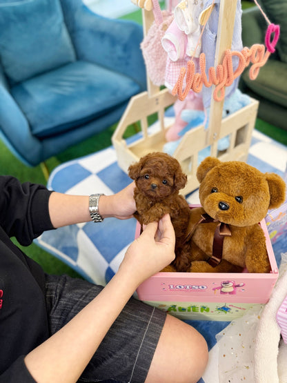 Poodle - Honey(Female) - Beautiful puppy teacup puppy with adorable features available for adoption from Velydog