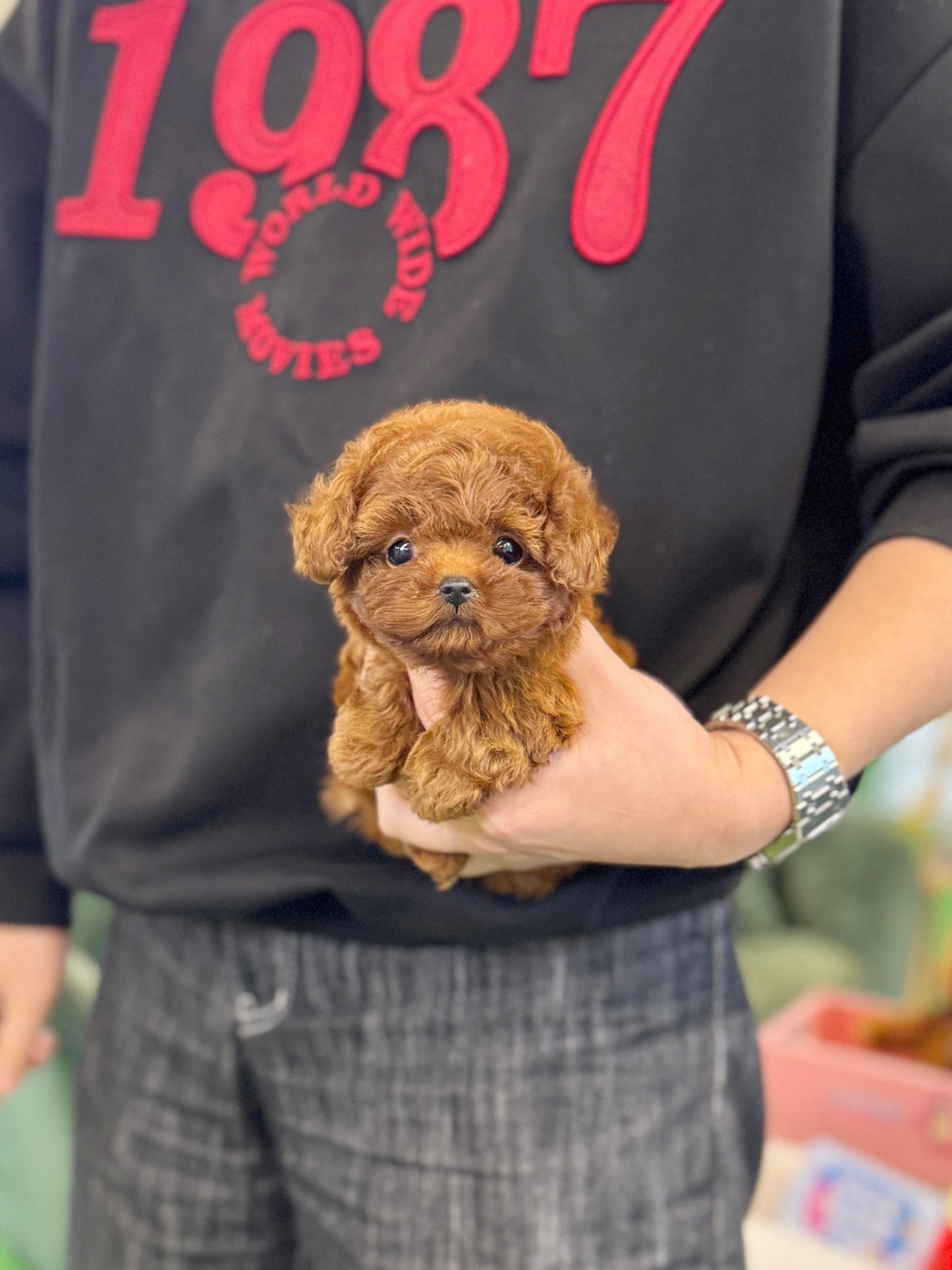 Poodle - Honey(Female) - Beautiful puppy teacup puppy with adorable features available for adoption from Velydog
