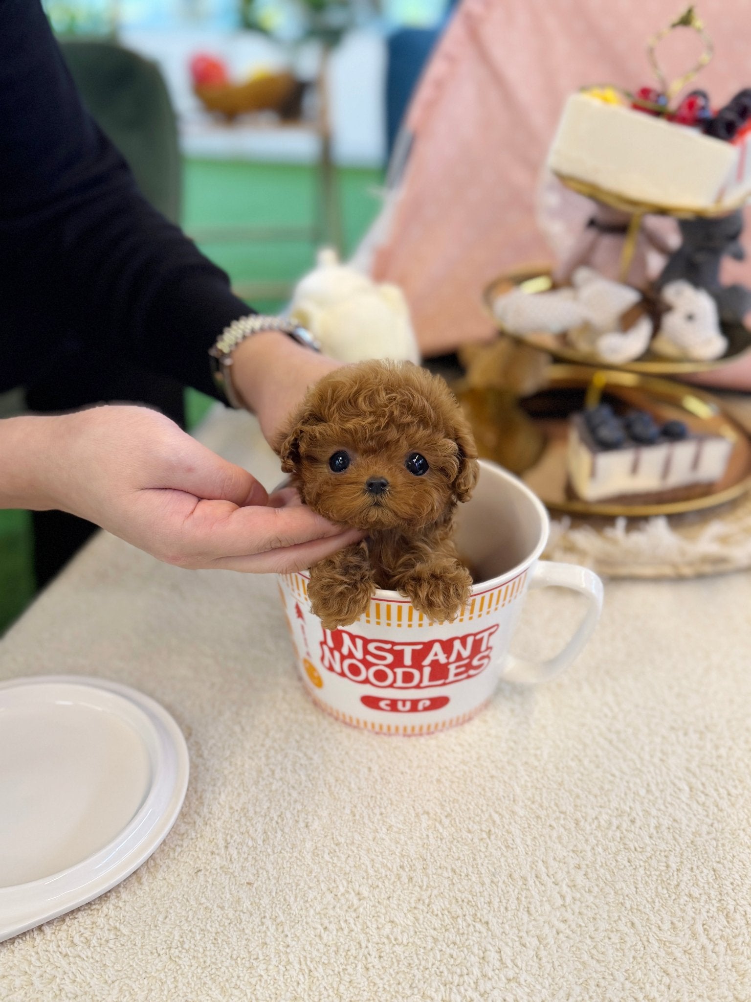 Poodle - Iva(Female) - Beautiful puppy teacup puppy with adorable features available for adoption from Velydog