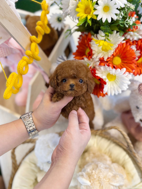 Poodle - Janie(Female) - Beautiful puppy teacup puppy with adorable features available for adoption from Velydog