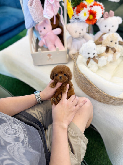 Poodle - Janie(Female) - Beautiful puppy teacup puppy with adorable features available for adoption from Velydog