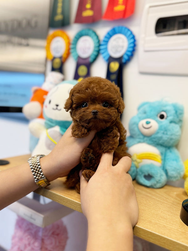 Poodle - Java(Male) - Beautiful puppy teacup puppy with adorable features available for adoption from Velydog