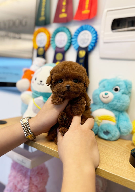 Poodle - Java(Male) - Beautiful puppy teacup puppy with adorable features available for adoption from Velydog