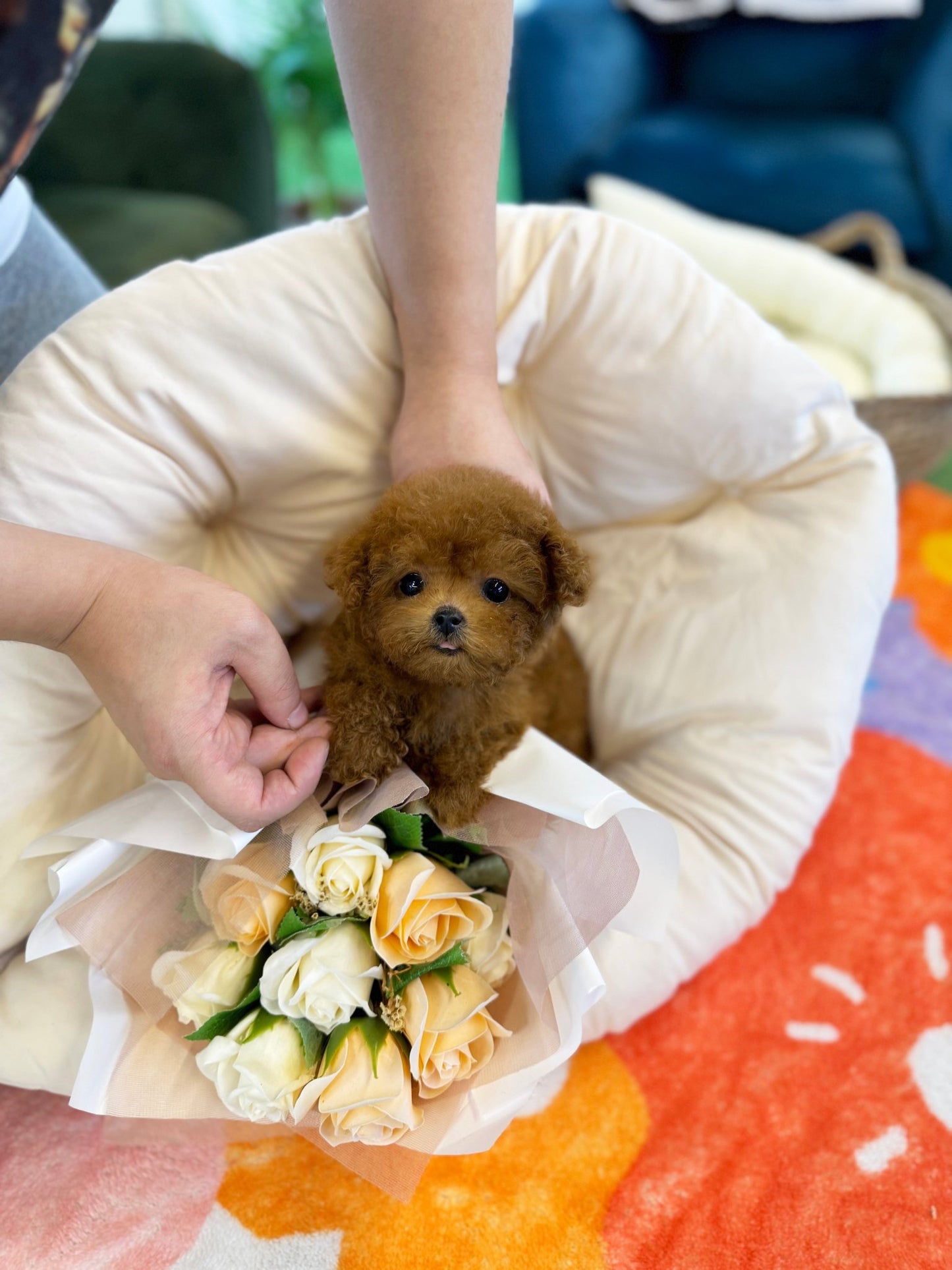 Poodle - Javis(Male) - Beautiful puppy teacup puppy with adorable features available for adoption from Velydog