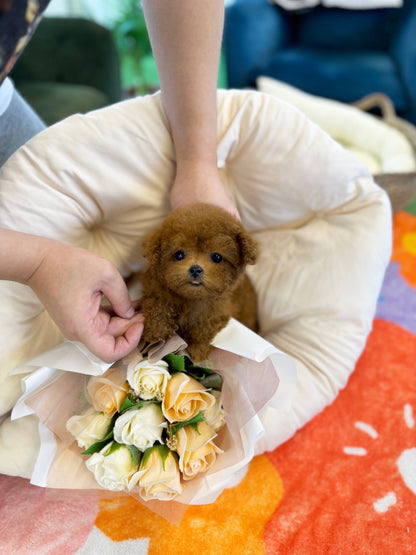 Poodle - Javis(Male) - Beautiful puppy teacup puppy with adorable features available for adoption from Velydog