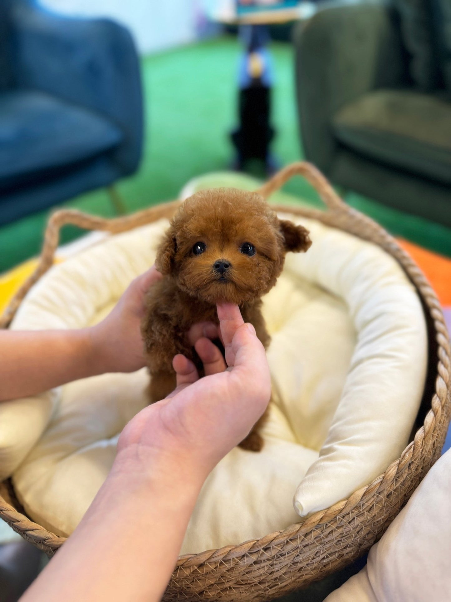 Poodle - Javis(Male) - Beautiful puppy teacup puppy with adorable features available for adoption from Velydog