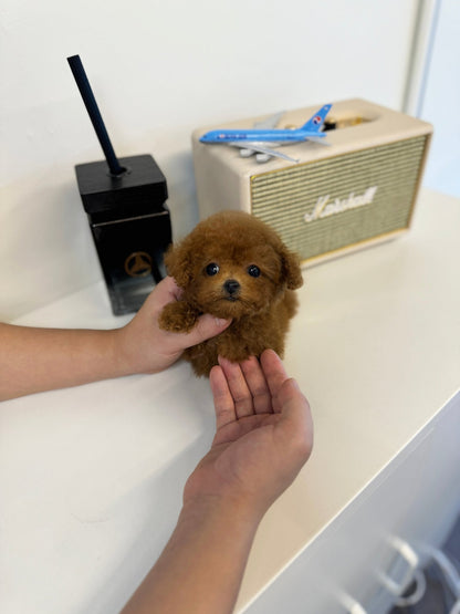 Poodle - Javis(Male) - Beautiful puppy teacup puppy with adorable features available for adoption from Velydog