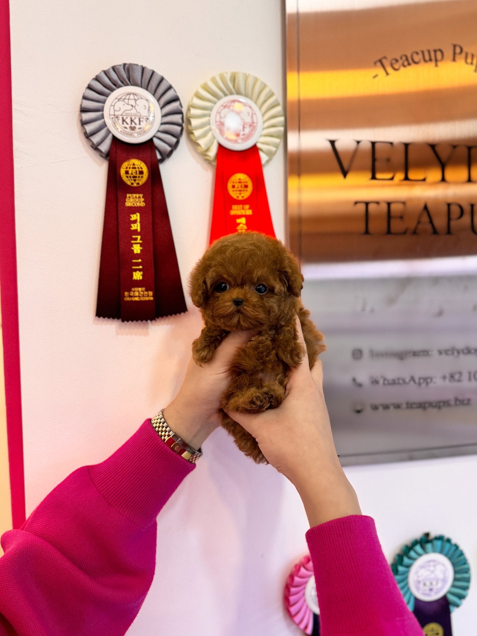 Poodle - Jayden(Male) - Beautiful puppy teacup puppy with adorable features available for adoption from Velydog