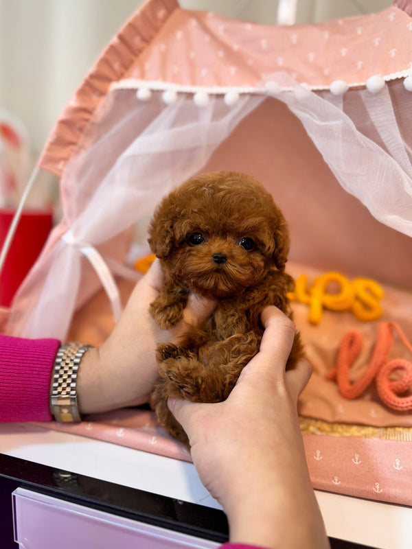 Poodle - Jayden(Male) - Beautiful puppy teacup puppy with adorable features available for adoption from Velydog