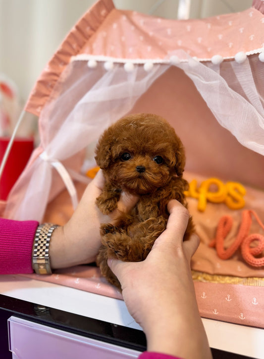 Poodle - Jayden(Male) - Beautiful puppy teacup puppy with adorable features available for adoption from Velydog