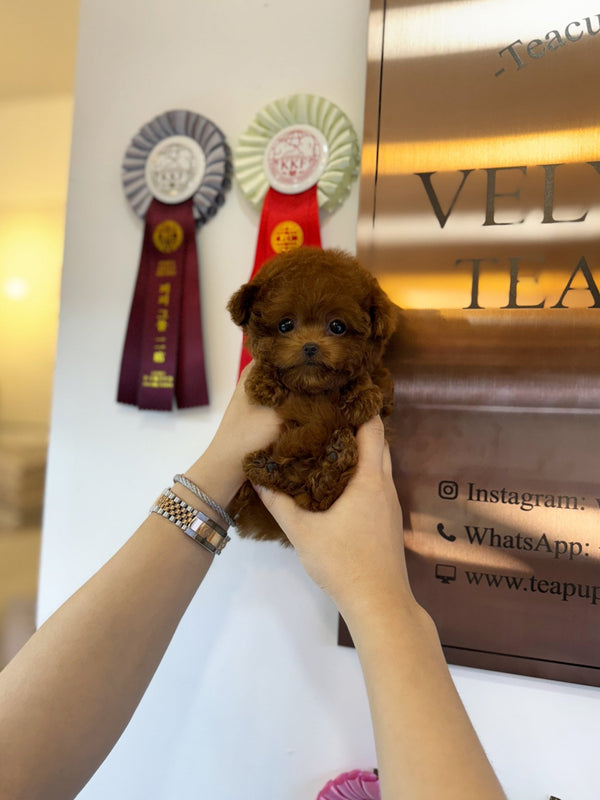 Poodle - Jay(Male) - Beautiful puppy teacup puppy with adorable features available for adoption from Velydog