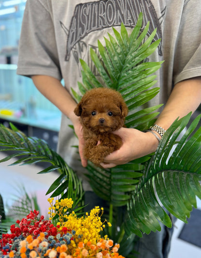 Poodle - Jay(Male) - Beautiful puppy teacup puppy with adorable features available for adoption from Velydog