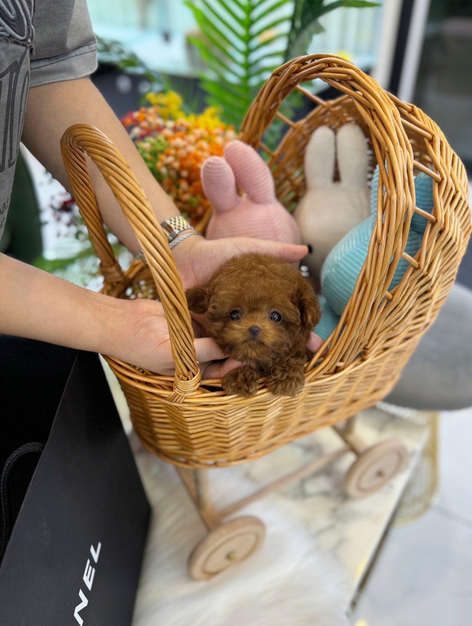 Poodle - Jay(Male) - Beautiful puppy teacup puppy with adorable features available for adoption from Velydog