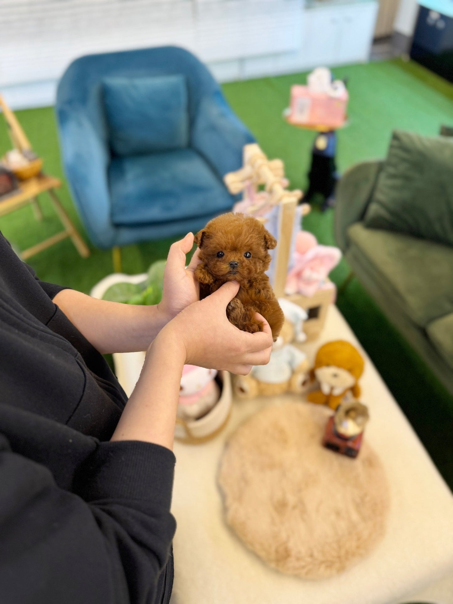 Poodle - Jelly(Female) - Beautiful puppy teacup puppy with adorable features available for adoption from Velydog