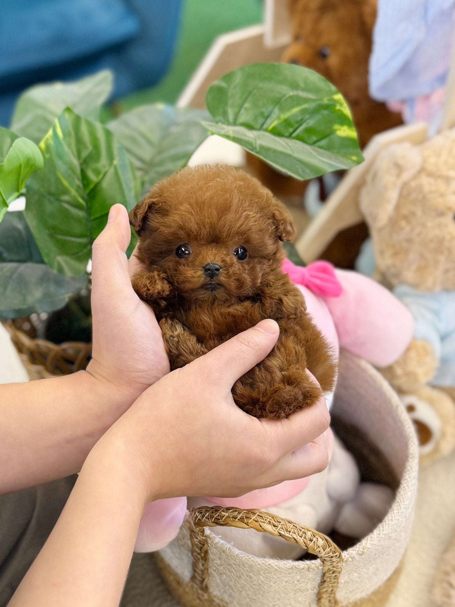 Poodle - Jelly(Female) - Beautiful puppy teacup puppy with adorable features available for adoption from Velydog