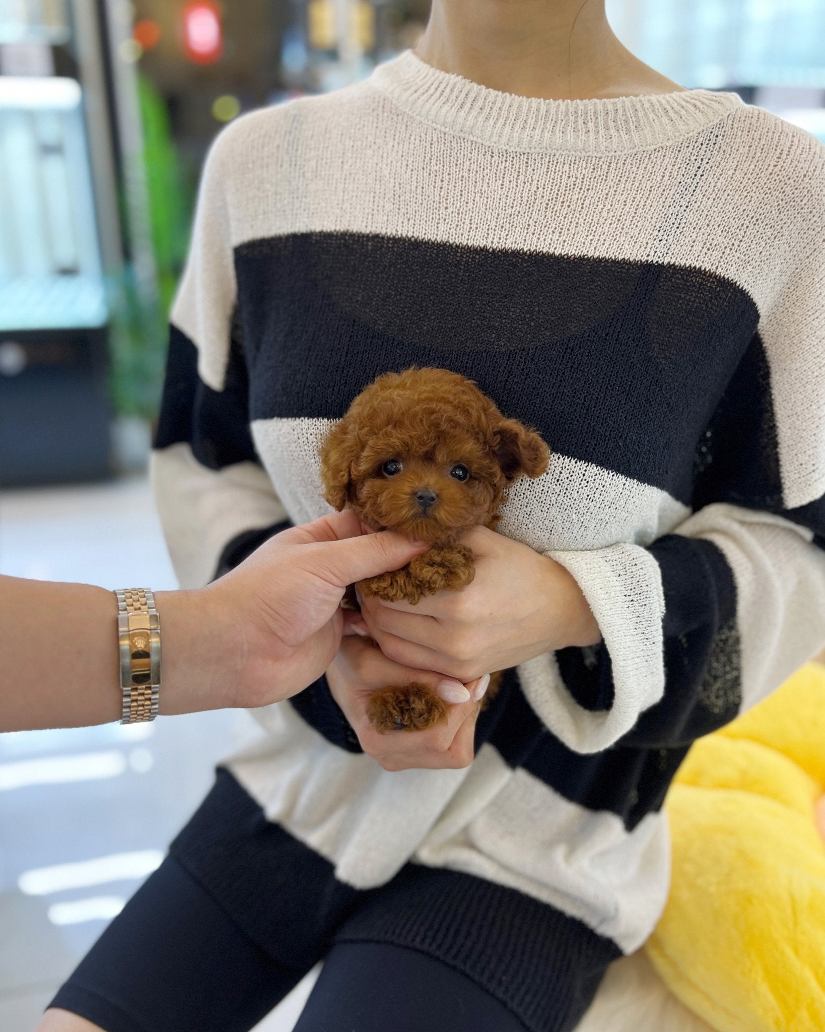 Poodle - Jenny(Female) - Beautiful puppy teacup puppy with adorable features available for adoption from Velydog