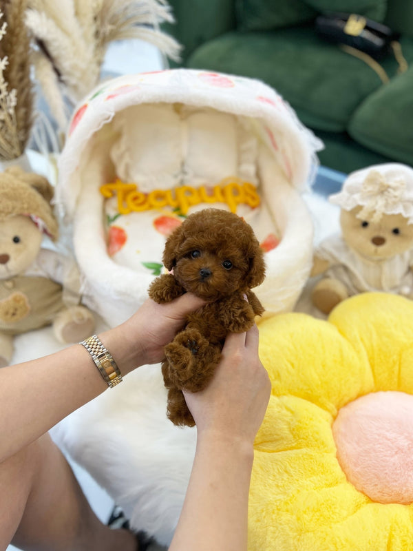 Poodle - Jenny(Female) - Beautiful puppy teacup puppy with adorable features available for adoption from Velydog