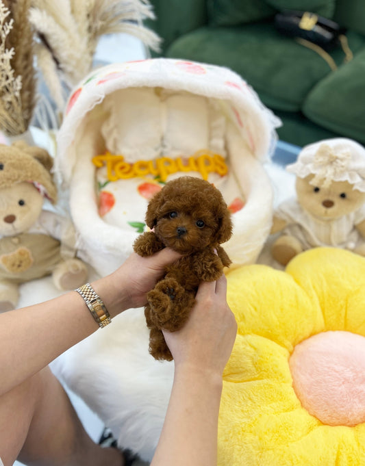 Poodle - Jenny(Female) - Beautiful puppy teacup puppy with adorable features available for adoption from Velydog