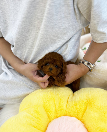 Poodle - Jenny(Female) - Beautiful puppy teacup puppy with adorable features available for adoption from Velydog